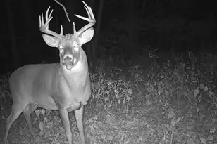 58877 Sudden Valley View Dr, Eastman, WI 54626 - Photo 32