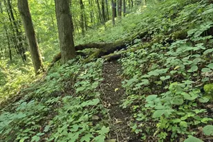 47298 Honey Farm Rd, Gays Mills, WI 54631 - Photo 54