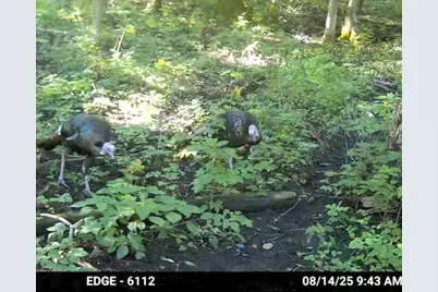 47298 Honey Farm Road, Gays Mills, WI 54631 - Photo 56