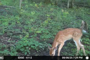 47298 Honey Farm Rd, Gays Mills, WI 54631 - Photo 52