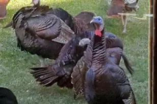 N8720 County Cx Rd, Portage, WI 53901 - Photo 40