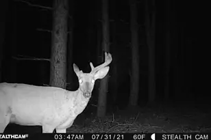 W2069 Elk Ct, Montello, WI 53949 - Photo 56