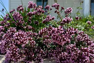 4029 Serenbe St, Middleton, WI 53562 - Photo 46