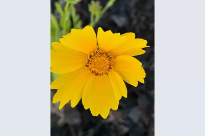 4043 Serenbe Street, Middleton, WI 53562 - Photo 60