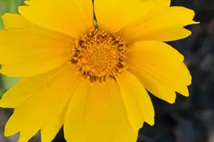 4043 Serenbe St, Middleton, WI 53562 - Photo 60