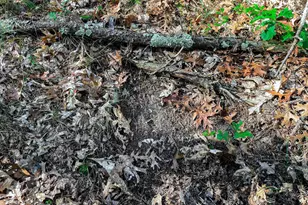 N14965 Pine Ln, Necedah, WI 54646 - Photo 66