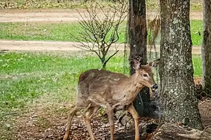 1972 W 7th Ct, Friendship, WI 53934 - Photo 50