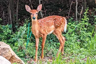 10168 N Edgewood Shores Rd, Edgerton, WI 53534 - Photo 40