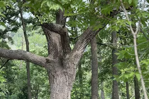 245 Whitetail Ln, Deerfield, WI 53531 - Photo 10