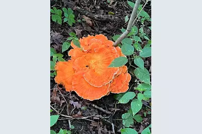 229 Whitetail Lane #27, Deerfield, WI 53531 - Photo 62