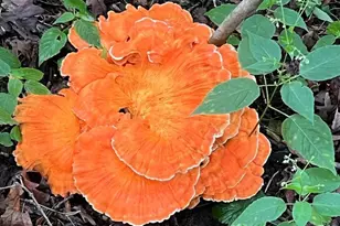 229 Whitetail Ln, Deerfield, WI 53531 - Photo 72