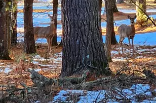 2217 Blackhawk St, Friendship, WI 53934 - Photo 28