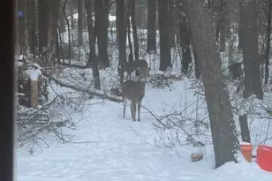 454 Shady Ln, Wisconsin Rapids, WI 54494 - Photo 52