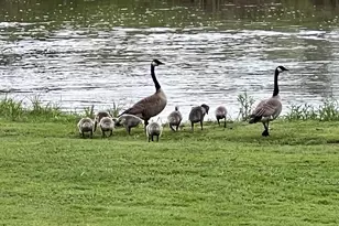 49501 Hwy 171, Gays Mills, WI 54631 - Photo 54