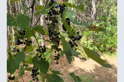 N10596 Lakeside Court, Necedah, WI 54646 - Photo 32