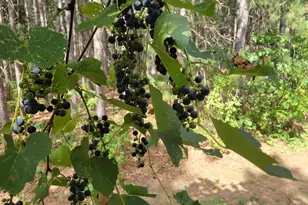 N10596 Lakeside Ct, Necedah, WI 54646 - Photo 32