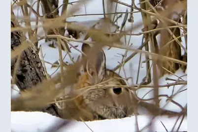 41498 S Sleepy Hollow Road, Gays Mills, WI 54631 - Photo 50