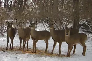 1331 County Road D, Oregon, WI 53575 - Photo 86