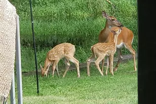 209 W Chestnut St, Pardeeville, WI 53934 - Photo 40