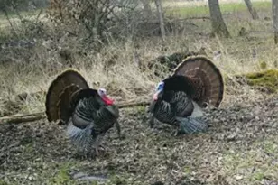 W1702 Golden Rd, Dalton, WI 53926 - Photo 82