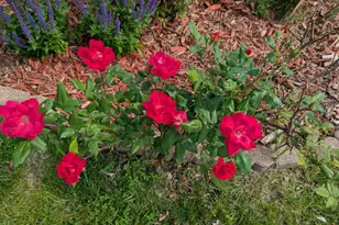 901 Innisbrook Ct, Waunakee, WI 53597 - Photo 52