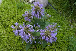 901 Innisbrook Ct, Waunakee, WI 53597 - Photo 68