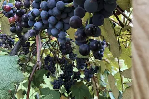 2315 Spring Rose Rd, Verona, WI 53593 - Photo 48