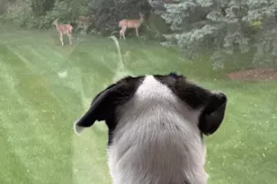 1270 McMahon Dr, Sun Prairie, WI 53590 - Photo 84