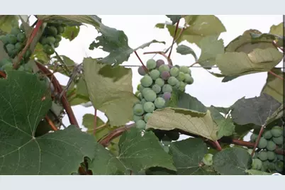 15428 Hazelgreen Road, Tomah, WI 54660 - Photo 36