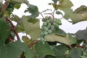 15428 Hazelgreen Rd, Tomah, WI 54660 - Photo 36