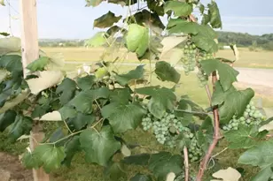 15428 Hazelgreen Rd, Tomah, WI 54660 - Photo 38