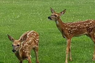 N9026 Hickory Point Rd, Beaver Dam, WI 53916 - Photo 74