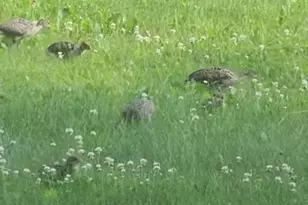 837 N Gammon Rd, Madison, WI 53717 - Photo 36