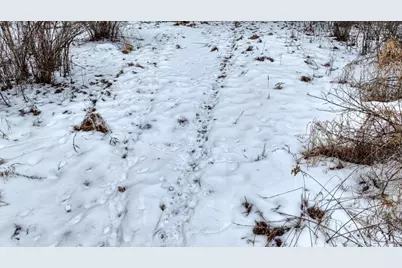 73+/- Acres Germantown Road, New Lisbon, WI 53950 - Photo 10