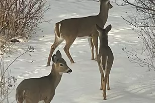 2638 Sweet Sparrow Pl, Sun Prairie, WI 53590 - Photo 64