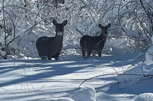 1817 Arboretum Dr, Janesville, WI 53548 - Photo 44