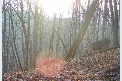 79 Acres, Byers Rd, Boscobel, WI 53805 - Photo 16