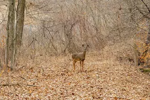 E10919 Hatchery Rd, Baraboo, WI 53913 - Photo 68