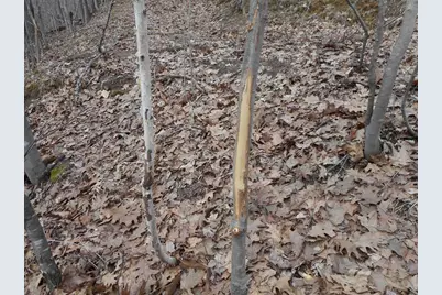 24503 Livingston Road, Wilton, WI 54670 - Photo 4