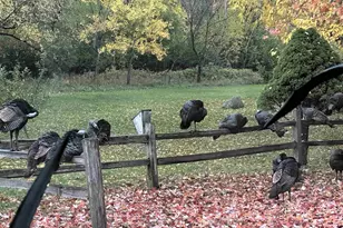 W8347 Thompson Rd, Poynette, WI 53955 - Photo 60