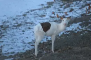 S7300 &amp S7304 Sandusky Rd, Hillpoint, WI 53937 - Photo 6