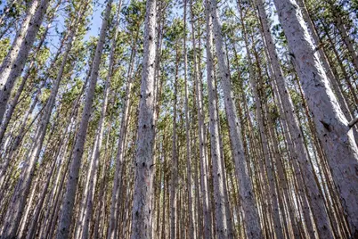 N9990 Pine Cone Court, Necedah, WI 54646 - Photo 14