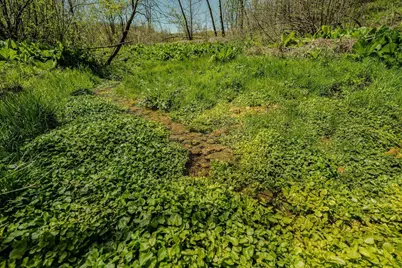 7 Acres London Avenue, Wilton, WI 54670 - Photo 16