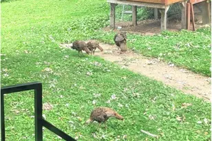 202 2nd Ave, Frederic, WI 54837 - Photo 50