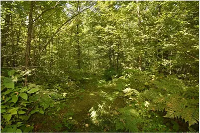 33227 State Road 35, Danbury, WI 54830 - Photo 36