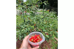 890 Maple Dr, Osceola, WI 54020 - Photo 32