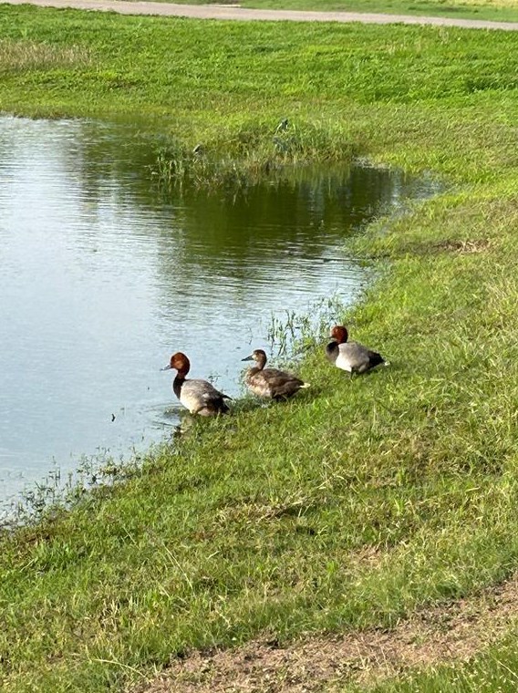 19308 Sea Is Dr, Pflugerville TX 78660-5360 exterior