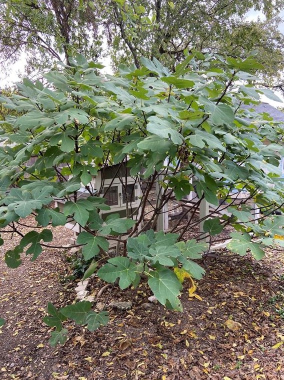 1013 Tensley Trl, Austin TX 78748-6489 exterior