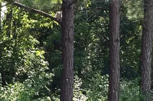 220 Old Eagle Tunl Rd, Glencoe, KY 41046 - Photo 30