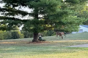 1775 Dry Ridge Mt Zion Rd, Dry Ridge, KY 41035 - Photo 2